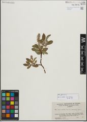Foto von Salix glauca L.